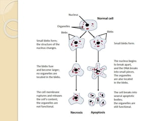 types of cell death .pptx