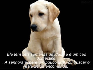 Ele tem seis semanas de idade e é um cão
                 doméstico.
A senhora espere um pouco que vou buscar o
          restante da encomenda.
 