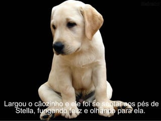 Largou o cãozinho e ele foi se sentar aos pés de
   Stella, fungando feliz e olhando para ela.
 