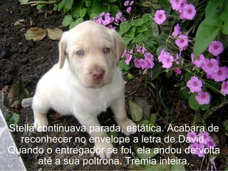 Stella continuava parada, estática. Acabara de
  reconhecer no envelope a letra de David.
Quando o entregador se foi, ela andou de volta
       até a sua poltrona. Tremia inteira.
 