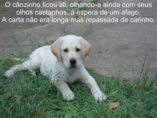 O cãozinho ficou ali, olhando-a ainda com seus
    olhos castanhos, à espera de um afago.
A carta não era longa mas repassada de carinho.
 