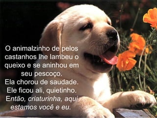 O animalzinho de pelos
castanhos lhe lambeu o
queixo e se aninhou em
      seu pescoço.
Ela chorou de saudade.
 Ele ficou ali, quietinho.
Então, criaturinha, aqui
  estamos você e eu.
 