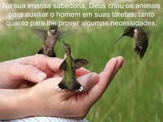 Na sua imensa sabedoria, Deus criou os animais
  para auxiliar o homem em suas tarefas, tanto
 quanto para lhe prover algumas necessidades.
 