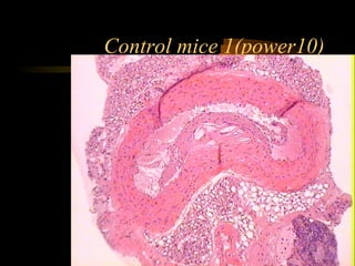 Control mice 1(power10)
 