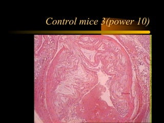 Control mice 3(power 10)
 