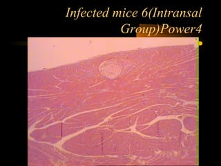 Infected mice 6(Intransal
Group)Power4
 