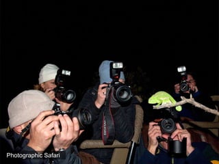 Photographic Safari
 