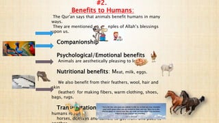 The Qur'an says that animals benefit humans in many
ways.
They are mentioned as examples of Allah’s blessings
upon us.
Companionship
Psychological/Emotional benefits
Animals are aesthetically pleasing to look at.
Nutritional benefits: Meat, milk, eggs.
We also benefit from their feathers, wool, hair and
skin
(leather) for making fibers, warm clothing, shoes,
bags, rugs.
Transportation : Before cars were invented,
humans rode
horses, donkeys and camels to get from one pace to
#2.
Benefits to Humans:
 
