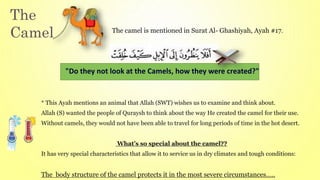 The
Camel
"Do they not look at the Camels, how they were created?"
The camel is mentioned in Surat Al- Ghashiyah, Ayah #17.
* This Ayah mentions an animal that Allah (SWT) wishes us to examine and think about.
Allah (S) wanted the people of Quraysh to think about the way He created the camel for their use.
Without camels, they would not have been able to travel for long periods of time in the hot desert.
What’s so special about the camel??
It has very special characteristics that allow it to service us in dry climates and tough conditions:
The body structure of the camel protects it in the most severe circumstances…..
 
