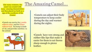•Camels can survive for 3 weeks
without water, and for 8 days
without food. Its hump is made
of fat, and provides nutrition to
the animal.
The AmazingCamel…
•Camels can adjust their body
temperature to keep cooler
during the day and warmer
during the nights.
•Camels have very strong and
rubber-like lips that make it
easier for them to eat thorns
sharp enough to pierce
leather.
Like many creatures, the
camel was created with
many amazing characteristics
and then placed on Earth as a
sign of the excellence of the
Creator
 