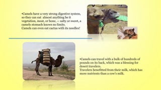 •Camels can travel with a bulk of hundreds of
pounds on its back, which was a blessing for
desert travelers.
Travelers benefitted from their milk, which has
more nutrients than a cow’s milk.
•Camels have a very strong digestive system,
so they can eat almost anything be it
vegetation, meat, or bone, -- salty or sweet, a
camels stomach knows no limits.
Camels can even eat cactus with its needles!
 