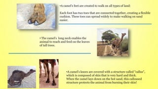 •A camel’s knees are covered with a structure called "callus",
which is composed of skin that is very hard and thick.
When the camel lays down on the hot sand, this calloused
structure protects the animal from burning their skin!
•A camel’s feet are created to walk on all types of land:
Each foot has two toes that are connected together, creating a flexible
cushion. These toes can spread widely to make walking on sand
easier.
• The camel’s long neck enables the
animal to reach and feed on the leaves
of tall trees.
 