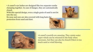 •A camel’s nostrils are amazing. They retain water
vapor which can be returned to the body when
necessary, but they can also be closed if there is too
much sand or wind blowing.
• A camel’s eye lashes are designed like two separate combs
clamping together. In case of danger, they are automatically
closed.
With this special design, even a single grain of sand is not let
into the eye.
Its nose and ears are also covered with long hairs for
protection from sand and dust.
 