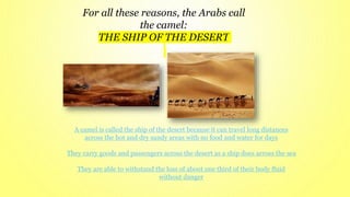 For all these reasons, the Arabs call
the camel:
THE SHIP OF THE DESERT
A camel is called the ship of the desert because it can travel long distances
across the hot and dry sandy areas with no food and water for days
They carry goods and passengers across the desert as a ship does across the sea
They are able to withstand the loss of about one third of their body fluid
without danger
 