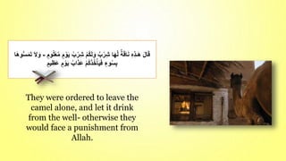 They were ordered to leave the
camel alone, and let it drink
from the well- otherwise they
would face a punishment from
Allah.
ُ‫ب‬ْ‫ر‬ِ‫ش‬ ْ‫م‬ُ‫ك‬َ‫ل‬َ‫و‬ ٌ‫ب‬ْ‫ر‬ِ‫ش‬ ‫ا‬َ‫ه‬َّ‫ل‬ ٌ‫ة‬َ‫ق‬‫ا‬َ‫ن‬ ِ‫ه‬ِ‫ذ‬‫ـ‬َ‫ه‬ َ‫ل‬‫ا‬َ‫ق‬
ٍ‫وم‬ُ‫ل‬ْ‫ع‬َّ‫م‬ ٍ‫م‬ ْ‫و‬َ‫ي‬
-
‫س‬َ‫م‬َ‫ت‬ َ‫ال‬َ‫و‬
‫ا‬َ‫ه‬‫و‬
ٍ‫يم‬ِ‫َظ‬‫ع‬ ٍ‫م‬ ْ‫و‬َ‫ي‬ ُ‫اب‬َ‫ذ‬َ‫ع‬ ْ‫م‬ُ‫ك‬َ‫ذ‬ُ‫خ‬ْ‫أ‬َ‫ي‬َ‫ف‬ ٍ‫وء‬ُ‫س‬ِ‫ب‬
 