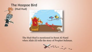 The Hoopoe Bird
(Hud Hud)
The Hud-Hud is mentioned in Surat Al-Naml
when Allah (S) tells the story of Prophet Suliman.
 