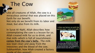 The Cow
Like all creatures of Allah, the cow is a
miraculous animal that was placed on this
Earth for our benefit.
Not only do we benefit from its labor and
meat, but also from its milk.
In Surat Al-Nahl, Allah describes how
contemplating the cow is a lesson for us.
Allah created milk for us to drink, and
that milk-which is full of nourishment-
comes from the cow’s belly. The milk
was kept clean and away from the
intestines and the blood of the cow.
SubhanAllah, how Allah created a factory
 