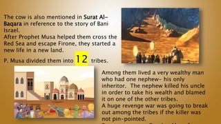 The cow is also mentioned in Surat Al-
Baqara in reference to the story of Bani
Israel.
After Prophet Musa helped them cross the
Red Sea and escape Firone, they started a
new life in a new land.
P. Musa divided them into 12 tribes.
Among them lived a very wealthy man
who had one nephew- his only
inheritor. The nephew killed his uncle
in order to take his wealth and blamed
it on one of the other tribes.
A huge revenge war was going to break
out among the tribes if the killer was
not pin-pointed.
 