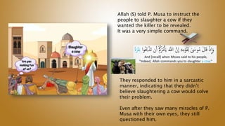 Allah (S) told P. Musa to instruct the
people to slaughter a cow if they
wanted the killer to be revealed.
It was a very simple command.
They responded to him in a sarcastic
manner, indicating that they didn’t
believe slaughtering a cow would solve
their problem.
Even after they saw many miracles of P.
Musa with their own eyes, they still
questioned him.
 