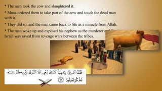 * The men took the cow and slaughtered it.
* Musa ordered them to take part of the cow and touch the dead man
with it.
* They did so, and the man came back to life as a miracle from Allah.
* The man woke up and exposed his nephew as the murderer and Bani
Israel was saved from revenge wars between the tribes.
 