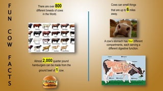F
U
N
C
O
W
F
A
C
T
S
There are over 800
different breeds of cows
in the World.
Almost 2,000 quarter pound
hamburgers can be made from the
ground beef of 1 cow.
Cows can smell things
that are up to 6miles
away.
A cow’s stomach has four different
compartments, each serving a
different digestive function.
 