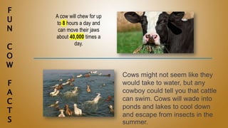 F
U
N
C
O
W
F
A
C
T
S
A cow will chew for up
to 8 hours a day and
can move their jaws
about 40,000 times a
day.
Cows might not seem like they
would take to water, but any
cowboy could tell you that cattle
can swim. Cows will wade into
ponds and lakes to cool down
and escape from insects in the
summer.
 