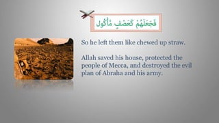 So he left them like chewed up straw.
Allah saved his house, protected the
people of Mecca, and destroyed the evil
plan of Abraha and his army.
 