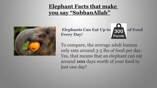 Elephant Facts that make
you say “SubhanAllah”
Elephants Can Eat Up to 300 lbs of Food
Every Day!
To compare, the average adult human
only eats around 3-5 lbs of food per day.
Yes, that means that an elephant can eat
around 100 days worth of your food in
just one day!
 