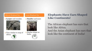 Elephants Have Ears Shaped
Like Continents!
The African elephant has ears that
look like Africa.
And the Asian elephant has ears that
look like the continent of India!
 
