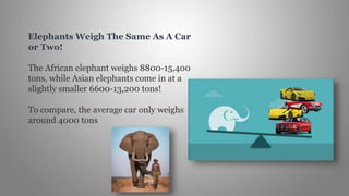 Elephants Weigh The Same As A Car
or Two!
The African elephant weighs 8800-15,400
tons, while Asian elephants come in at a
slightly smaller 6600-13,200 tons!
To compare, the average car only weighs
around 4000 tons
 