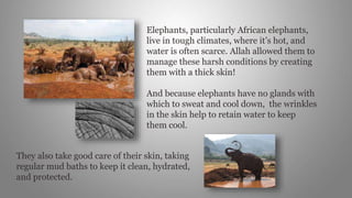 Elephants, particularly African elephants,
live in tough climates, where it’s hot, and
water is often scarce. Allah allowed them to
manage these harsh conditions by creating
them with a thick skin!
And because elephants have no glands with
which to sweat and cool down, the wrinkles
in the skin help to retain water to keep
them cool.
They also take good care of their skin, taking
regular mud baths to keep it clean, hydrated,
and protected.
 
