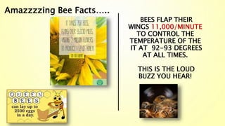 BEES FLAP THEIR
WINGS 11,000/MINUTE
TO CONTROL THE
TEMPERATURE OF THE
IT AT 92-93 DEGREES
AT ALL TIMES.
THIS IS THE LOUD
BUZZ YOU HEAR!
Amazzzzing Bee Facts…..
 