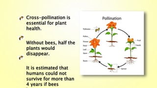 Cross-pollination is
essential for plant
health.
Without bees, half the
plants would
disappear.
It is estimated that
humans could not
survive for more than
4 years if bees
 