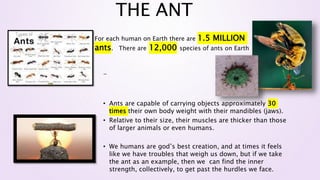 THE ANT
-
• Ants are capable of carrying objects approximately 30
times their own body weight with their mandibles (jaws).
• Relative to their size, their muscles are thicker than those
of larger animals or even humans.
• We humans are god’s best creation, and at times it feels
like we have troubles that weigh us down, but if we take
the ant as an example, then we can find the inner
strength, collectively, to get past the hurdles we face.
For each human on Earth there are 1.5 MILLION
ants. There are 12,000 species of ants on Earth
 