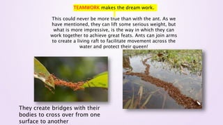 TEAMWORK makes the dream work.
This could never be more true than with the ant. As we
have mentioned, they can lift some serious weight, but
what is more impressive, is the way in which they can
work together to achieve great feats. Ants can join arms
to create a living raft to facilitate movement across the
water and protect their queen!
They create bridges with their
bodies to cross over from one
surface to another
 