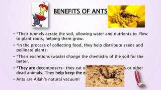 BENEFITS OF ANTS
• *Their tunnels aerate the soil, allowing water and nutrients to flow
to plant roots, helping them grow.
• *In the process of collecting food, they help distribute seeds and
pollinate plants.
• *Their excretions (waste) change the chemistry of the soil for the
better.
• *They are decomposers- they eat organic waste, insects or other
dead animals. They help keep the environment clean. ...
• Ants are Allah’s natural vacuum!
 