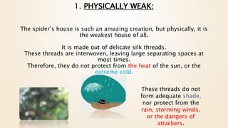 1. PHYSICALLY WEAK:
The spider’s house is such an amazing creation, but physically, it is
the weakest house of all.
It is made out of delicate silk threads.
These threads are interwoven, leaving large separating spaces at
most times.
Therefore, they do not protect from the heat of the sun, or the
extreme cold.
These threads do not
form adequate shade,
nor protect from the
rain, storming winds,
or the dangers of
attackers.
 