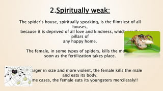 2.Spiritually weak:
The spider’s house, spiritually speaking, is the flimsiest of all
houses,
because it is deprived of all love and kindness, which are the
pillars of
any happy home.
The female, in some types of spiders, kills the male as
soon as the fertilization takes place.
Being larger in size and more violent, the female kills the male
and eats its body.
In some cases, the female eats its youngsters mercilessly!!
 