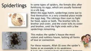 In some types of spiders, the female dies after
fertilizing its eggs, which are usually fostered
in a silk bag.
When the eggs hatch, spiderlings come out to
find themselves in a very crowded place inside
the eggs bag. The siblings then start to fight
for food, space or both. The brother kills its
brother and sister, and the sister kills its sister
and brother, until the fight ends with a few
spiderlings remaining.
This makes the spider’s house the most
violent and ruthless house, lacking all forms
of love or connection.
For these reasons, Allah (S) uses the spider’s
home as an example in its weakness.
Spiderlings
 