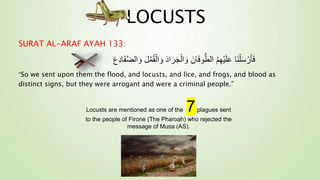 LOCUSTS
SURAT AL-ARAF AYAH 133:
ْ‫ال‬ َ‫و‬ َ‫د‬‫ا‬َ‫ر‬َ‫ج‬ْ‫ال‬ َ‫و‬ َ‫ان‬َ‫ف‬‫و‬ُّ‫الط‬ ُ‫م‬ِ‫ه‬ْ‫ي‬َ‫ل‬َ‫ع‬ ‫َا‬‫ن‬ْ‫ل‬َ‫س‬ ْ‫ر‬َ‫أ‬َ‫ف‬
َ‫و‬ َ‫ل‬ّ‫م‬ُ‫ق‬
َ‫ع‬ِ‫د‬‫ا‬َََّّ‫ال‬
“So we sent upon them the flood, and locusts, and lice, and frogs, and blood as
distinct signs, but they were arrogant and were a criminal people.”
Locusts are mentioned as one of the 7plagues sent
to the people of Firone (The Pharoah) who rejected the
message of Musa (AS).
 