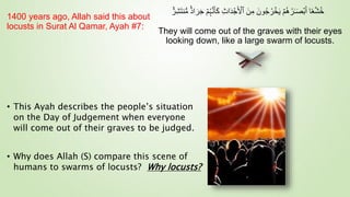 ‫ا‬ً‫ع‬َّ‫ش‬ُ‫خ‬
ۡ‫م‬ُ‫ه‬ُ‫ر‬ٰ‫ـ‬َ‫ص‬ۡ‫ب‬َ‫أ‬
َ‫ون‬ُ‫ج‬ُ‫ر‬ ۡ
‫خ‬َ‫ي‬
َ‫ن‬ِ‫م‬
ِ‫ث‬‫ا‬َ‫د‬ ۡ
‫ج‬َ ۡ
‫ٱۡل‬
َ‫أ‬َ‫ك‬
ۡ‫م‬ُ‫ہ‬َّ‫ن‬
ٌ۬
‫ِر‬‫ش‬َ‫ت‬‫ن‬ُّ‫م‬ ٌ۬‫اد‬َ‫ر‬َ‫ج‬
They will come out of the graves with their eyes
looking down, like a large swarm of locusts.
• This Ayah describes the people’s situation
on the Day of Judgement when everyone
will come out of their graves to be judged.
• Why does Allah (S) compare this scene of
humans to swarms of locusts? Why locusts?
1400 years ago, Allah said this about
locusts in Surat Al Qamar, Ayah #7:
 