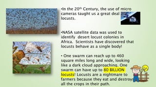 •In the 20th Century, the use of micro
cameras taught us a great deal about
locusts.
•NASA satellite data was used to
identify desert locust colonies in
Africa. Scientists have discovered that
locusts behave as a single body!
• One swarm can reach up to 460
square miles long and wide, looking
like a dark cloud approaching. One
swarm can have up to 80 BILLION
locusts! Locusts are a nightmare to
farmers because they eat and destroys
all the crops in their path.
 