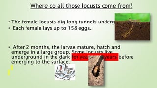 • The female locusts dig long tunnels underground.
• Each female lays up to 158 eggs.
• After 2 months, the larvae mature, hatch and
emerge in a large group. Some locusts live
underground in the dark for years and years before
emerging to the surface.
Where do all those locusts come from?
 