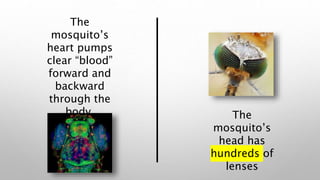 The
mosquito’s
heart pumps
clear “blood”
forward and
backward
through the
body. The
mosquito’s
head has
hundreds of
lenses
 