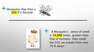 A Mosquito’s sense of smell
is 10,000 times greater than
that of humans- they smell
the CO2 we exhale from over
70 ft away!
Mosquitos flap their wings
600 X’s/Second.
 