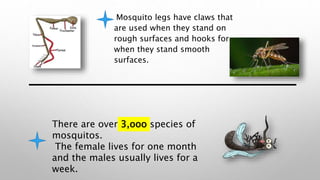 – Mosquito legs have claws that
are used when they stand on
rough surfaces and hooks for
when they stand smooth
surfaces.
There are over 3,ooo species of
mosquitos.
The female lives for one month
and the males usually lives for a
week.
 