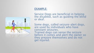 EXAMPLE:
Service Dogs are beneficial in helping
the disabled, such as guiding the blind
or deaf.
Some dogs, called seizure-alert dogs,
are used by individuals who have
constant seizures.
Trained dogs can sense the seizure
before it comes and alert the owner so
they prepare themselves and do not
get injured.
 