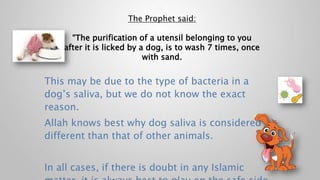 This may be due to the type of bacteria in a
dog’s saliva, but we do not know the exact
reason.
Allah knows best why dog saliva is considered
different than that of other animals.
In all cases, if there is doubt in any Islamic
The Prophet said:
“The purification of a utensil belonging to you
after it is licked by a dog, is to wash 7 times, once
with sand.
 