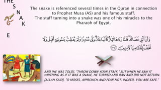 THE
S
N
A
K
E
AND [HE WAS TOLD], "THROW DOWN YOUR STAFF." BUT WHEN HE SAW IT
WRITHING AS IF IT WAS A SNAKE, HE TURNED AND RAN AND DID NOT RETURN.
[ALLAH SAID], "O MOSES, APPROACH AND FEAR NOT. INDEED, YOU ARE SAFE.”
The snake is referenced several times in the Quran in connection
to Prophet Musa (AS) and his famous staff.
The staff turning into a snake was one of his miracles to the
Pharaoh of Egypt.
 