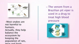 – The venom from a
Brazilian pit viper is
used in a drug to
treat high blood
pressure
-Most snakes are
not harmful to
humans.
Actually, they help
balance the
ecosystem by
keeping the
population of rats,
 